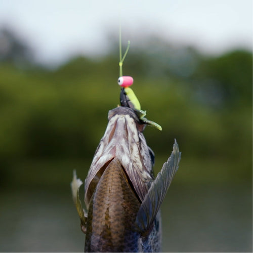 The Best Kept Secret in Crappie Fis...